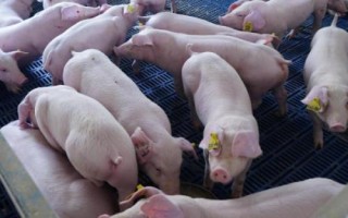 豬中毒的原因，飼料、藥物和食鹽都會(huì)引起中毒