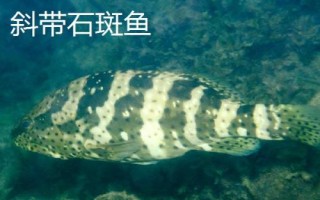 淡水石斑魚苗的品種，不同品種分布區(qū)域不同