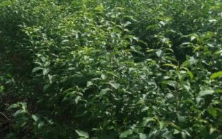 山丁子苗的特點(diǎn)，是園林綠化中重要的觀賞品種