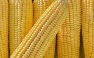 原玉甜819玉米種簡介，基肥應(yīng)每畝施45千克