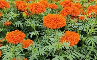萬壽菊的形態(tài)特征，株高在150厘米左右