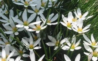 什么是白花蔥蘭，屬于石蒜科、蔥蓮屬植物