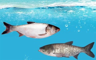 鰱魚會(huì)不會(huì)自行繁殖，性成熟之后便具備繁殖能力