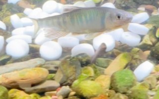 小瓜蟲是怎樣產生的，過度喂食、水質問題等均有可能