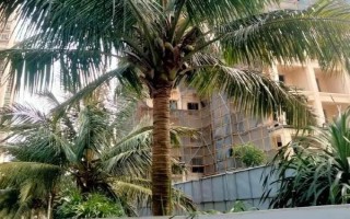 室內(nèi)養(yǎng)殖椰子樹的方法，要將溫度保持在20-30℃