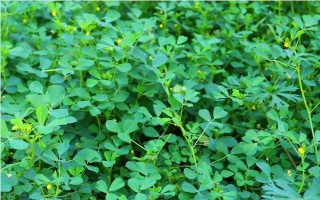 秋天種苜蓿能不能過(guò)冬，能過(guò)冬但要施足底肥