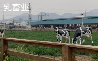乳畜業(yè)和大牧場放牧業(yè)的區(qū)別，分布地區(qū)、地域類型和特點均不同
