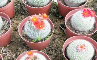 如何養(yǎng)殖白雪光仙人球，生長期間需每隔10-15天追施一次餅肥