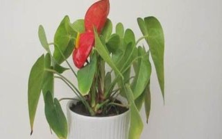 紅掌怎么繁殖，主要途徑為播種育苗