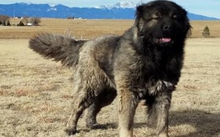 高加索犬和藏獒誰更厲害，高加索犬的體型更大但藏獒更兇猛