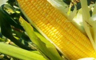利合727玉米種簡介，播種后及時噴灑化學封閉除草劑