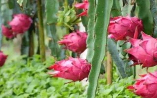 火龍果的主要產(chǎn)地，原產(chǎn)于中美洲的巴拿馬、哥倫比亞等地