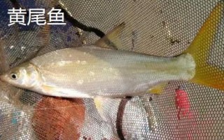 黃尾魚和紅尾魚有什么區(qū)別，黃尾魚的尾鰭呈黃色、紅尾魚的尾鰭呈鮮紅色