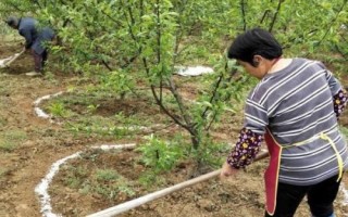 微生物肥料的長期使用的作用，可以修復(fù)污染土壤