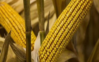 美亞69玉米種子特點(diǎn)，應(yīng)選擇肥力較好的地塊種植