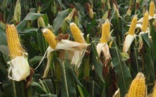 通育189玉米種子特征特性，4月末～5月初播種