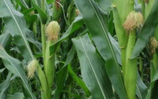 隆豐甜6號玉米種子介紹，基肥應(yīng)每畝施50千克