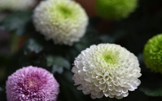 球菊如何養(yǎng)殖，生長(zhǎng)過(guò)程中需要足夠的光照
