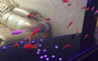 魚入缸幾天放硝化細(xì)菌，先養(yǎng)水再放魚
