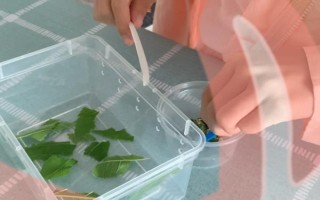 幼蠶寶寶怎么養(yǎng)護，要經(jīng)常將紙盒中的碎渣