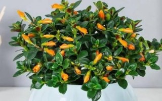 金魚吊蘭簡介，屬多年生草本植物
