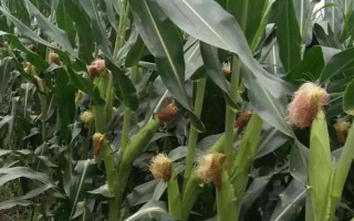 齊豐2玉米品種的特性，在適應(yīng)區(qū)5月10日左右播種