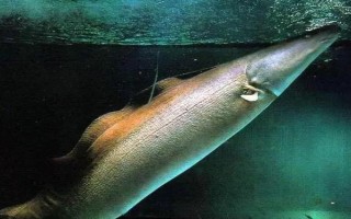 反天刀魚(yú)好不好養(yǎng)，飼養(yǎng)難度較大