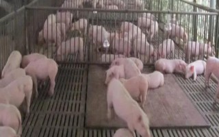 養(yǎng)豬有哪些注意事項，豬舍的溫度應(yīng)保持在10℃以上