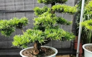 怎么養(yǎng)珍珠羅漢松，掌握根系和葉片的比例可提高成活率