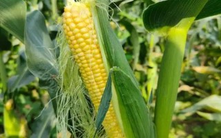 安農(nóng)591玉米種介紹，種植密度為每畝4000株