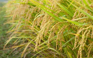 開優(yōu)8號(hào)水稻品種簡介，全生育期137天左右