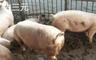 什么是三元豬，不是指某個(gè)品種、而是指一種雜交模式