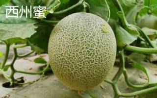 新疆阿勒泰地區(qū)的特產(chǎn)，喀納斯蜜瓜被譽為“阿山一絕”