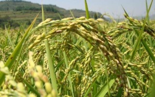 瓏香優(yōu)4876水稻種子特征特性，6月下旬播種