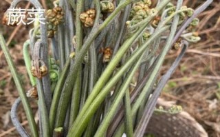 蕨菜和薇菜有什么區(qū)別，蕨菜通常偏紫色或呈褐色