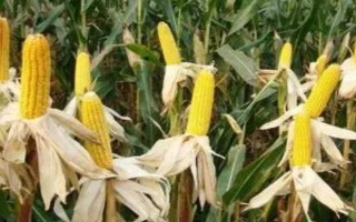 中利禾2209玉米種子簡介，基肥應(yīng)每畝施40千克