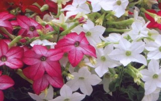 煙草花幾點(diǎn)開放，在傍晚六點(diǎn)開花