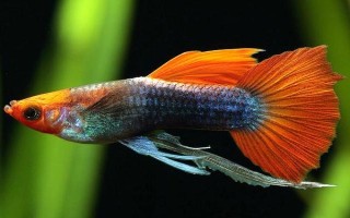 成年孔雀魚的繁殖間隔，每隔1個月左右繁殖一次