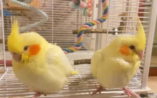 玄鳳鸚鵡最適合什么樣的鳥籠，用金屬的籠具飼養(yǎng)最為合適