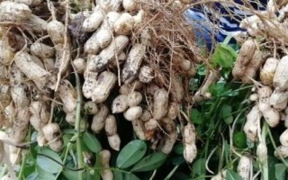 春花生幾月份收獲，南方地區(qū)一般在7-8月收獲