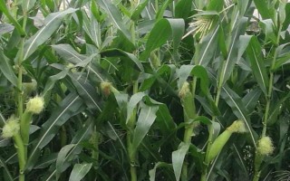 玉米種植要注意什么，種植地應(yīng)滿足深厚疏松、遠(yuǎn)離污染等要求