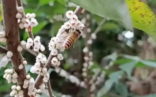野桂花簡(jiǎn)介，一般是指柃木