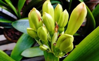 君子蘭花蕾出不來怎么辦，要保持充足光照條件