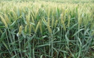 鄭麥186小麥種簡介，每畝適宜基本苗12～15萬