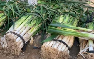 大蔥的價格，總體保持在7-8元/斤