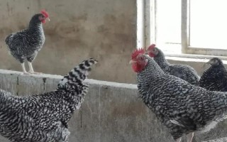 蘆花雞和普通雞有什么區(qū)別，品種、外觀均不同