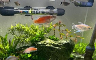 魚缸水發(fā)黃的處理方法，需更換飼料和注意換水等