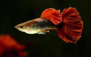 孔雀魚如何保持不退化，一般情況下不會退化