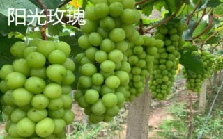 陽光玫瑰和晴王葡萄的區(qū)別，晴王葡萄是地理標(biāo)志產(chǎn)品