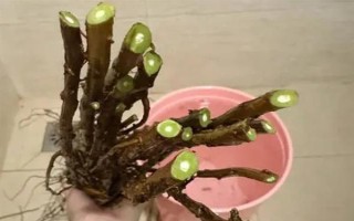 干枝雪柳要不要噴水，在生長(zhǎng)期間需經(jīng)常用噴壺往葉面噴水